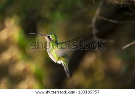 A hummingbird in flight wings showing motion