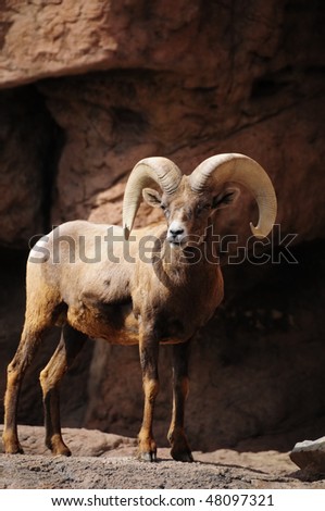 A male desert big horn sheep standing on rocks