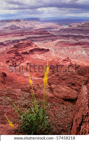 Shafer trail in canyon lands national park with yellow wildflower in foreground