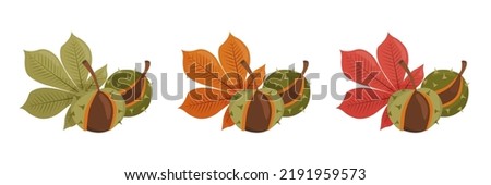 Autumn collection of chestnuts with leaves. Vector isolated illustration on white background.