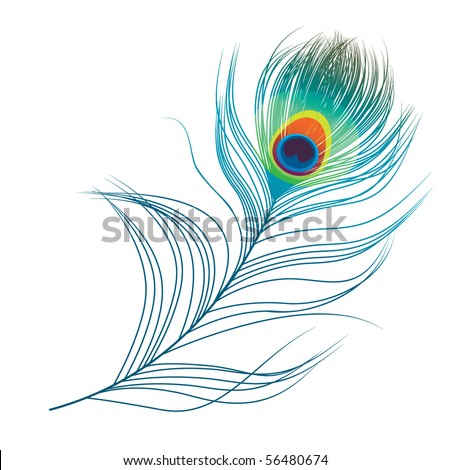 Peacock Plume Stock Vector Illustration 56480674 : Shutterstock