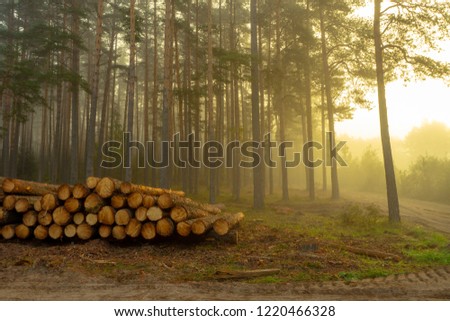 Similar – Image, Stock Photo felled tree in forest