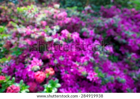 Blurred image of a sunny landscape with flowers. Soft green and purple colors, abstract background.