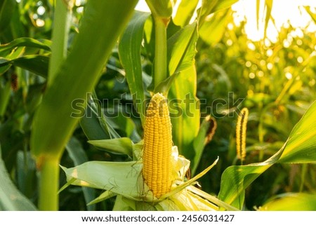 Similar – Image, Stock Photo ears in a cornfield spike