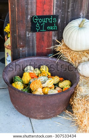 Colorful miniature orange and white pumpkins for sale at a Halloween pumpkin patch.