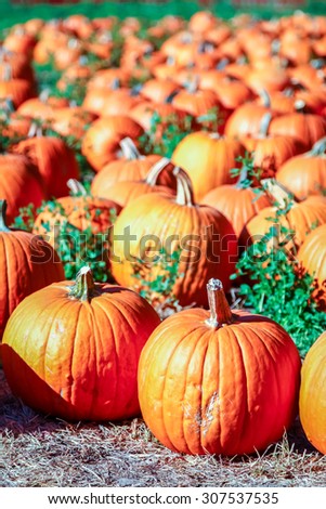 Colorful orange pumpkins in a pumpkin patch ready for Halloween.