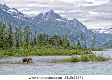 Similar – Foto Bild Auf der Jagd in der Wildnis