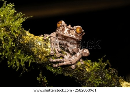 Similar – Image, Stock Photo Tree crown from frog perspective