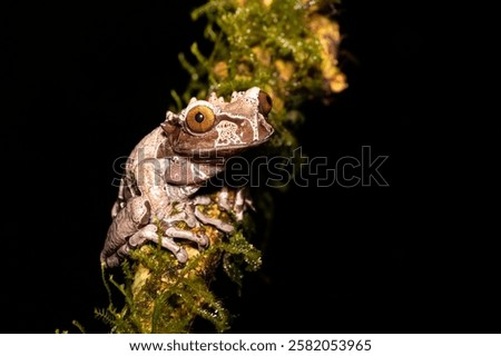 Similar – Image, Stock Photo Tree crown from frog perspective