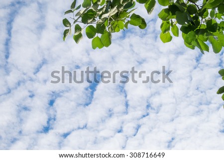 Sky cloud and green leave background