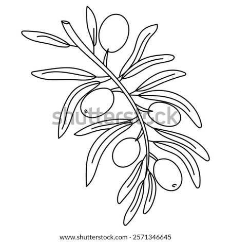 branch with olives and leaves in the outline. Isolated illustration down. An environmentally friendly product with olive oil content. A symbol of a natural product. Contrasting outline for coloring