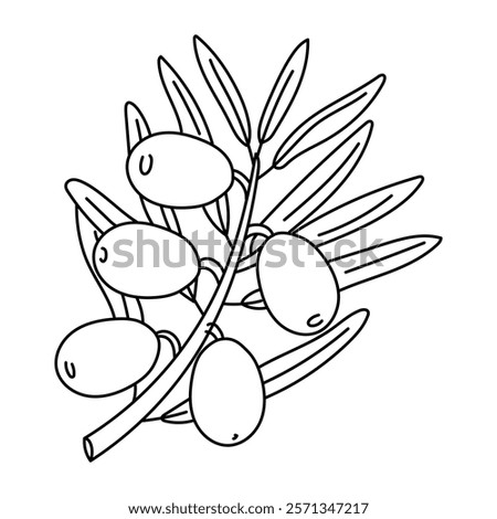 branch with olives and leaves in the outline. Isolated illustration up. An environmentally friendly product with olive oil content. A symbol of a natural product. Contrasting outline for coloring