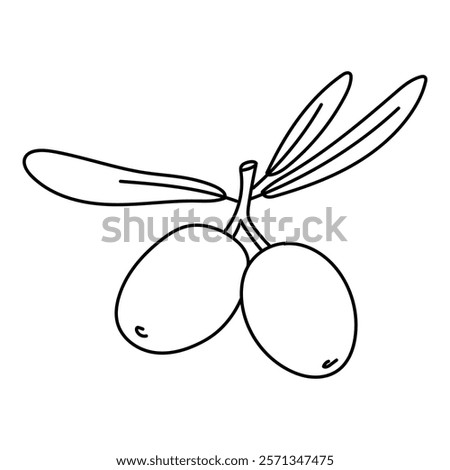 branch with two olives and leaves in the outline. An isolated illustration. An environmentally friendly product with olive oil content. A symbol of a natural product. Contrasting outline for coloring