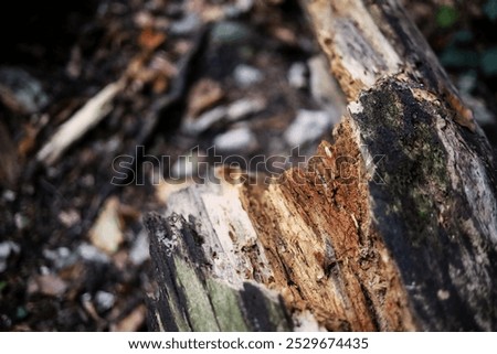 Similar – Foto Bild Biber ruinierten Baumstämme