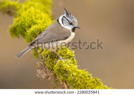 Similar – Image, Stock Photo Crested tit in the woods on a branch