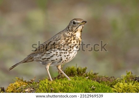 Similar – Image, Stock Photo Song Thrush Environment