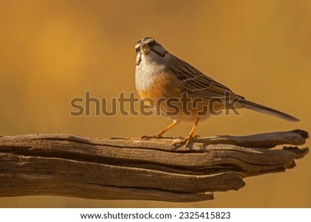 The rock bunting (Emberiza cia) is a passerine bird in the bunting family Emberizidae, a group now separated by most modern authors from the finches, Fringillidae. Zdjęcia stock © 