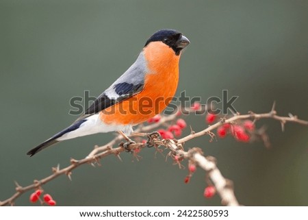 Image, Stock Photo Bullfinch, Pyrrhula pyrrhula, Eurasian bullfinch