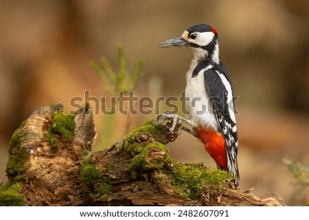 Image, Stock Photo Great spotted woodpecker on tree trunk