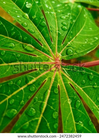 Similar – Image, Stock Photo Macro photo of a yellow pink chrysanthemum