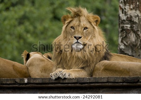 Lion king resting