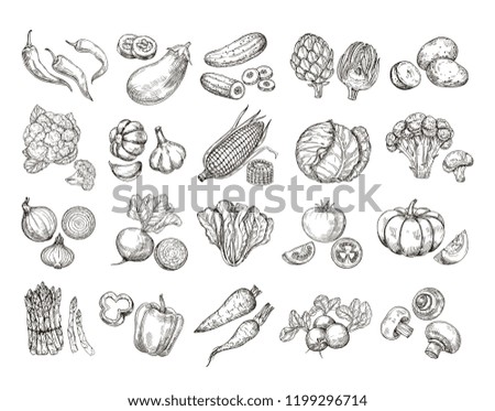 Sketch vegetables. Vintage hand drawn garden vegetable collection. Carrots broccoli potato salad mushroom farming vector set. Salad and carrot, sketch mushroom illustration