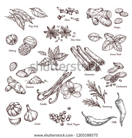 Hand drawn spices. Vanilla and pepper, cinnamon and garlic. Sketch kitchen herbs isolated vector set. Illustration of ingredient herb, garlic and spice for cooking