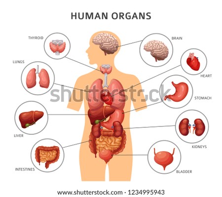 Human body internal organs. Stomach and lungs, kidneys and heart, brain and liver. Medical anatomy vector infographics