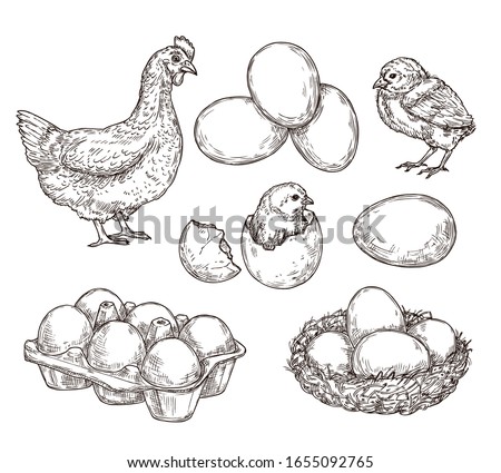 Chicken sketch. Healthy natural farm eggs. Vintage hand drawn hen bird, little chick nest. Isolated rustic products vector illustration