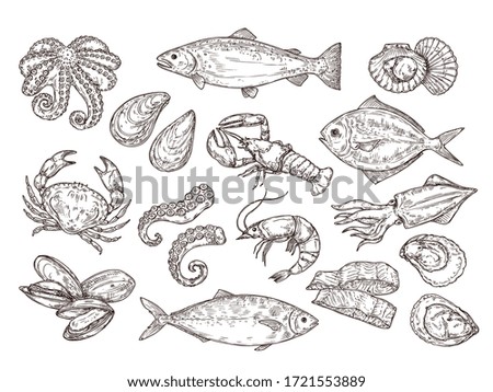 Seafood sketch. Vintage fish, drawing food. Delicious shrimp, shell squid. Sea cuisine, grilled crab calamari. Fresh raw market vector set
