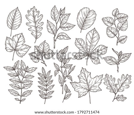 Hand drawn forest leaves. Autumn leaf sketch, drawing nature elements. Botanical oak branch, fall foliage and plants vector illustration