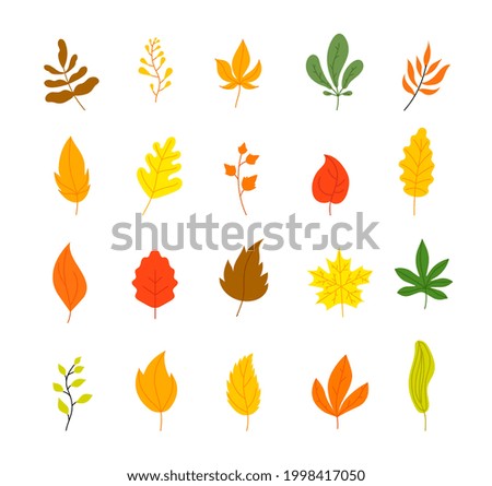 Autumn leaves collection. Tree leaf fall, flat marple yellow orange foliage. Season forest icons, isolated botanical utter vector decorations