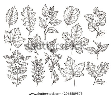 Hand drawn forest leaves. Autumn leaf sketch, drawing nature elements. Botanical oak branch, fall foliage and plants illustration