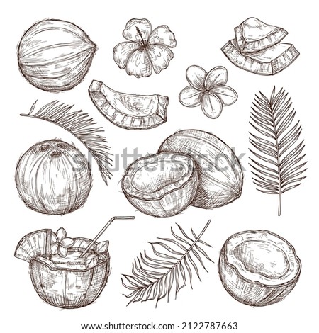 Coconut sketch. Drawing nature, hand drawn half exotic nuts. Isolated tasty raw coco, tropical palm leaves beach cocktail exact set