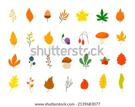 Flat autumn forest elements. Leaves berries icons, graphic leaf. Oak marple foliage. Acorn and rowan berry, thanksgiving fall utter set