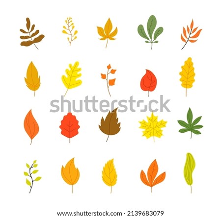Autumn leaves collection. Tree leaf fall, flat marple yellow orange foliage. Season forest icons, isolated botanical utter decorations
