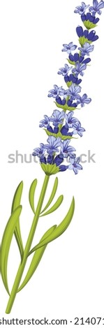 Lavender herb. Blue flowers on green stem. Aroma botany