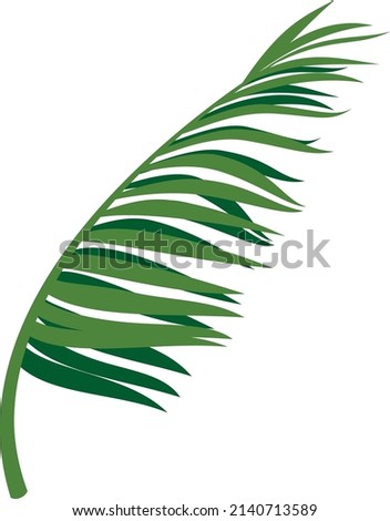 Tropical forest foliage. Green branch. Palm leaf