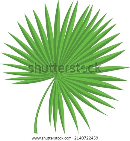 Palm leaves. Fan frond. Tropical tree foliage
