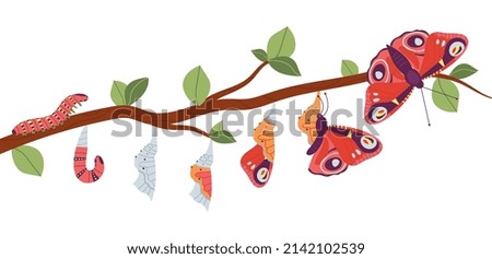 Butterfly born. Pupa insect development, caterpillar change to butterflies. Cocoon life, wildlife insect evolution or metamorphosis, decent process vector scene