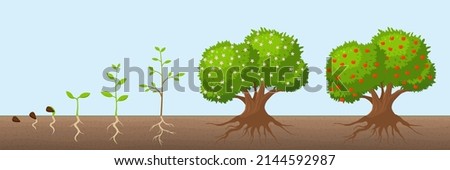 Tree growth cycle. Natural farming, trees grows and blooming. Growing apple bush with green foliage. Fruit plant from seed recent concept