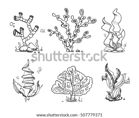Marine seaweeds, sea flora, ocean plants in vintage hand drawn, doodle, sketch style stock vector. Coral and kelp for aquarium, undersea and underwater organism illustration