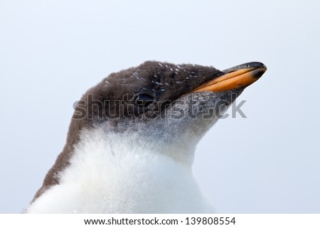 Curious Gentoo Penguin chick