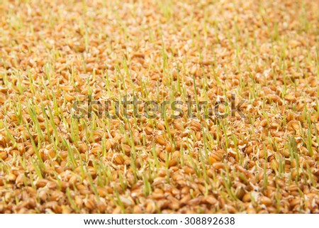 Wheat germ, the young shoots of wheat, wheat germ closeup, healthy food, the cultivation of wheat.