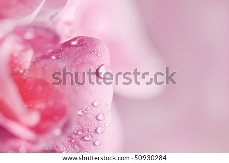 Macro of pink geranium flowers with water droplets