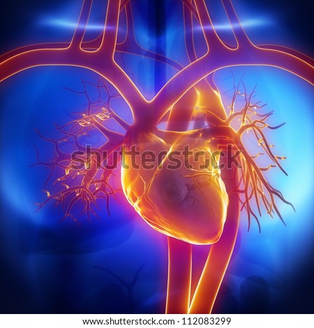 Pulmonary Trunk, Vein, Aorta In Heart Stock Photo 112083299 : Shutterstock