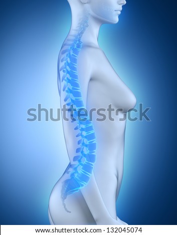 Female spine lateral view anatomy