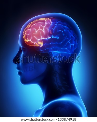 Frontal lobe - female brain anatomy lateral view ストックフォト © 