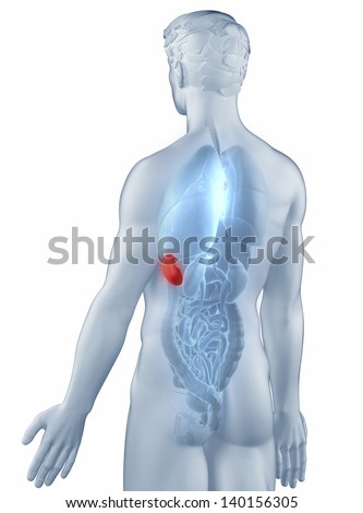 Spleen position anatomy man isolated posterior view