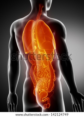 Man organs anatomy posterior x-ray view